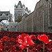 Poppies @ The Tower 